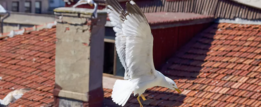 Residential Chimney Animal Removal Solution in Welby, CO